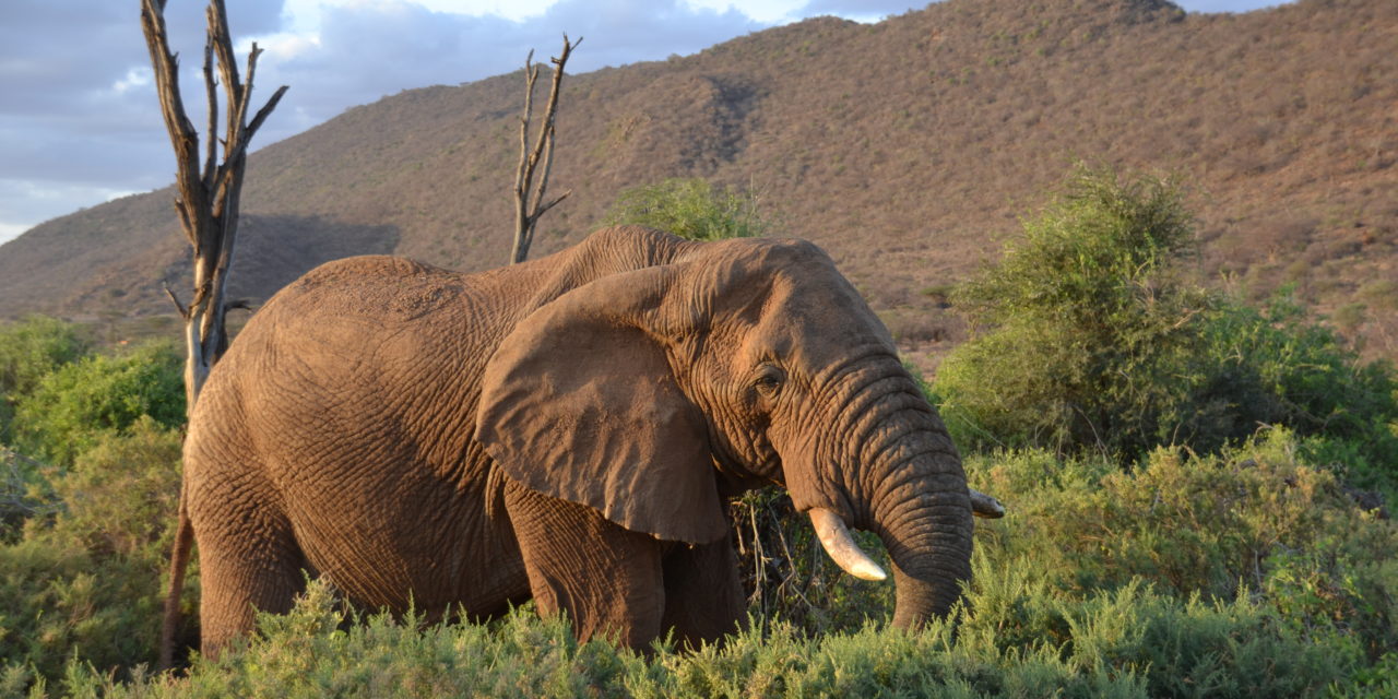 Samburu Travel Guide | Kenya Safari