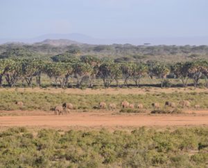 a group of elephants in a field