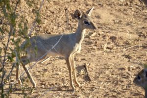 a deer standing in the dirt