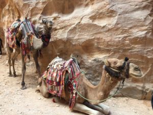 a couple of camels in front of a rock wall