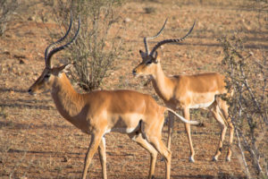 a couple of gazelles with long horns
