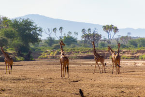 samburu travel guide