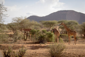 samburu travel guide