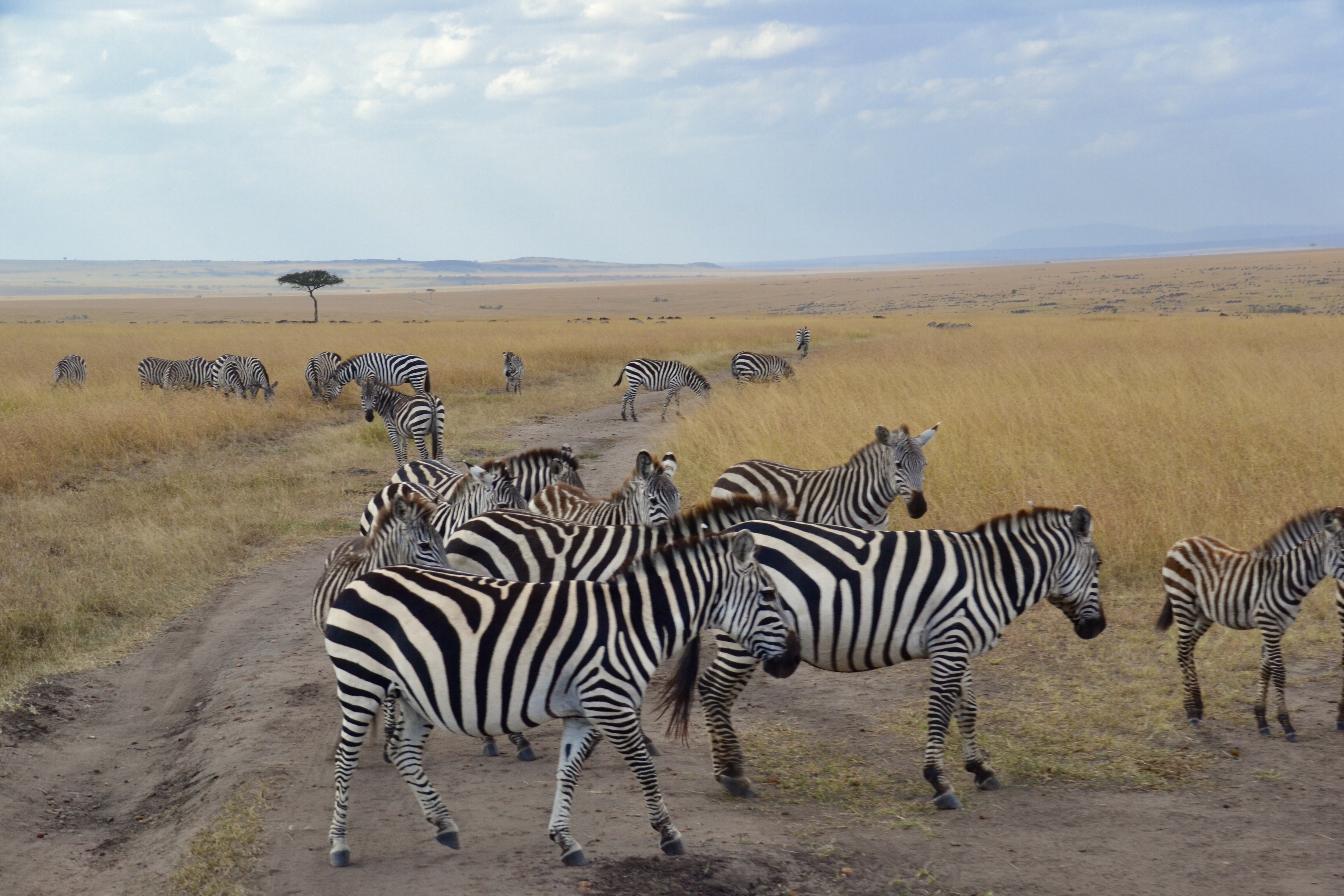 a group of zebras walking on a dirt road