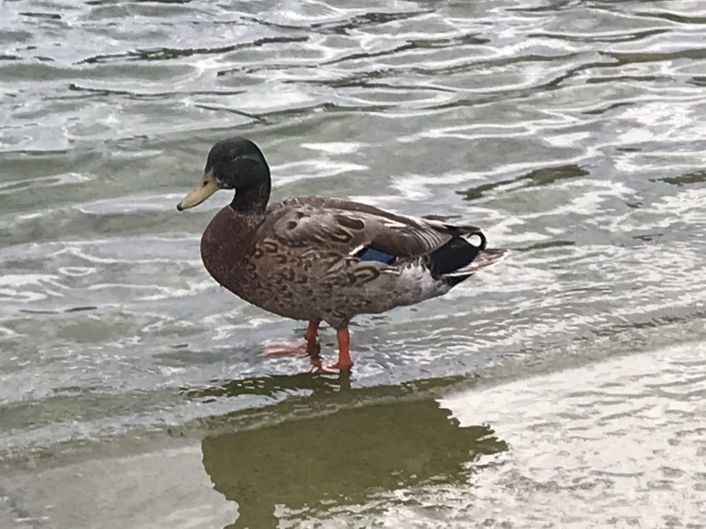a duck standing in water