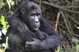 a gorilla in the jungle