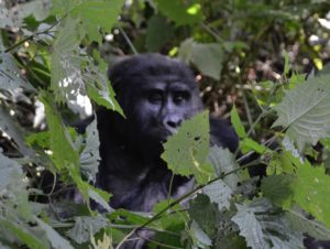 a gorilla in the bushes