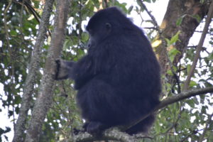 a black gorilla sitting on a tree branch