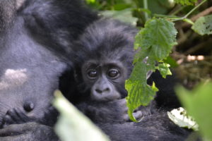 a baby gorilla in a tree