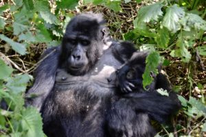 a gorilla holding a baby