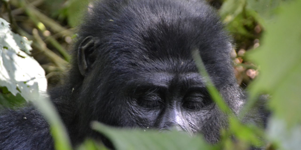 Gorilla Safari Travel Guide | Tips and How to