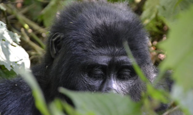 Gorilla Safari Travel Guide | Tips and How to
