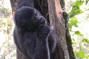 a gorilla in a tree