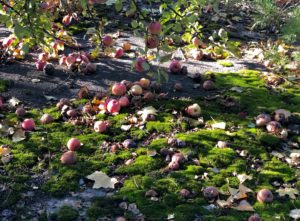 apples on the ground covered in moss