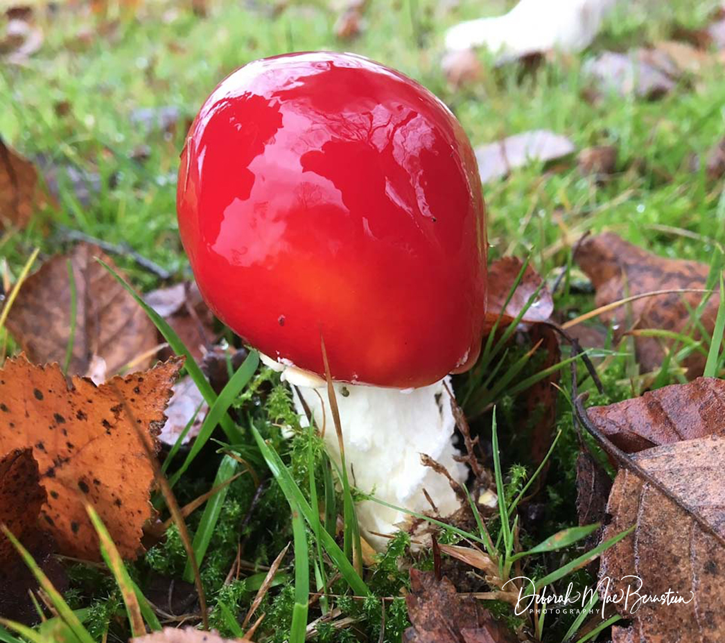 a red mushroom growing in grass