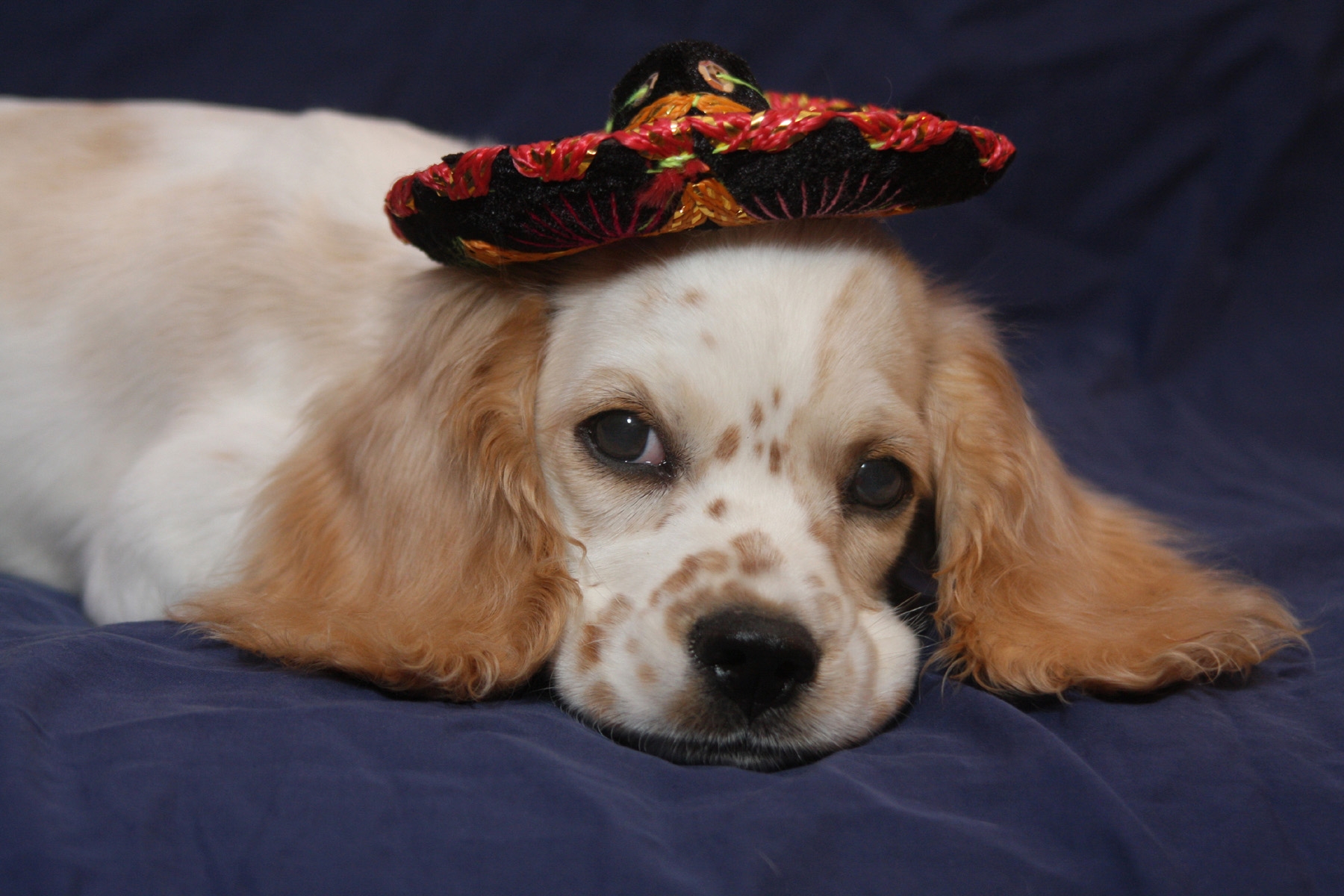 a dog lying down with a hat on its head