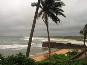 palm trees on a beach