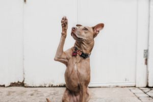 a dog raising its paw up