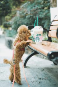 a dog on a leash looking at a drink