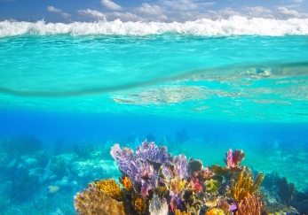 a coral reef in the ocean