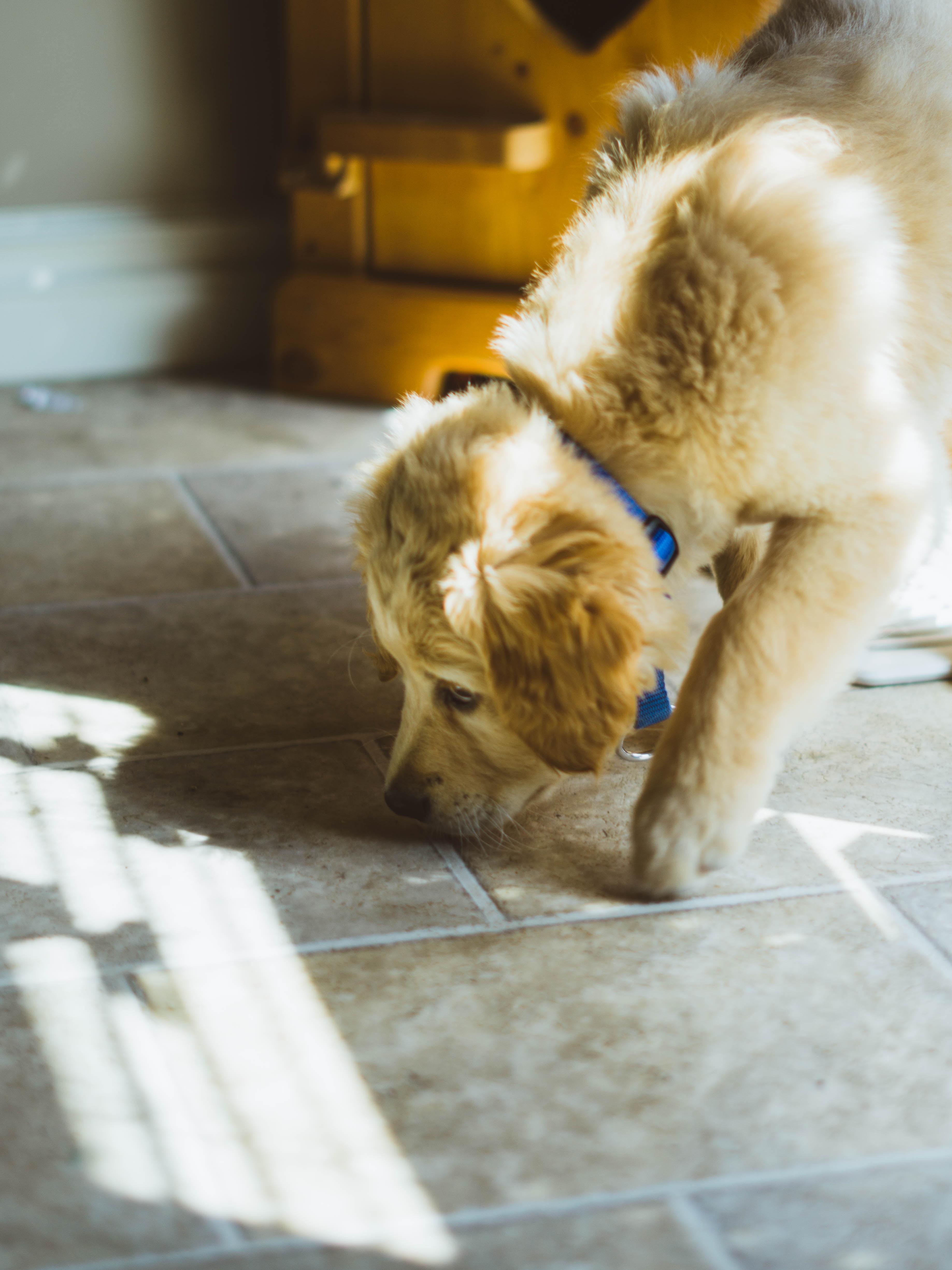 a dog sniffing the ground