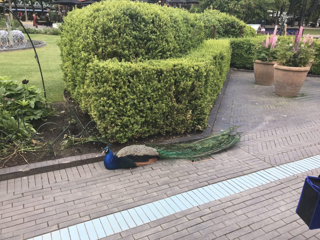 a peacock lying on a brick path