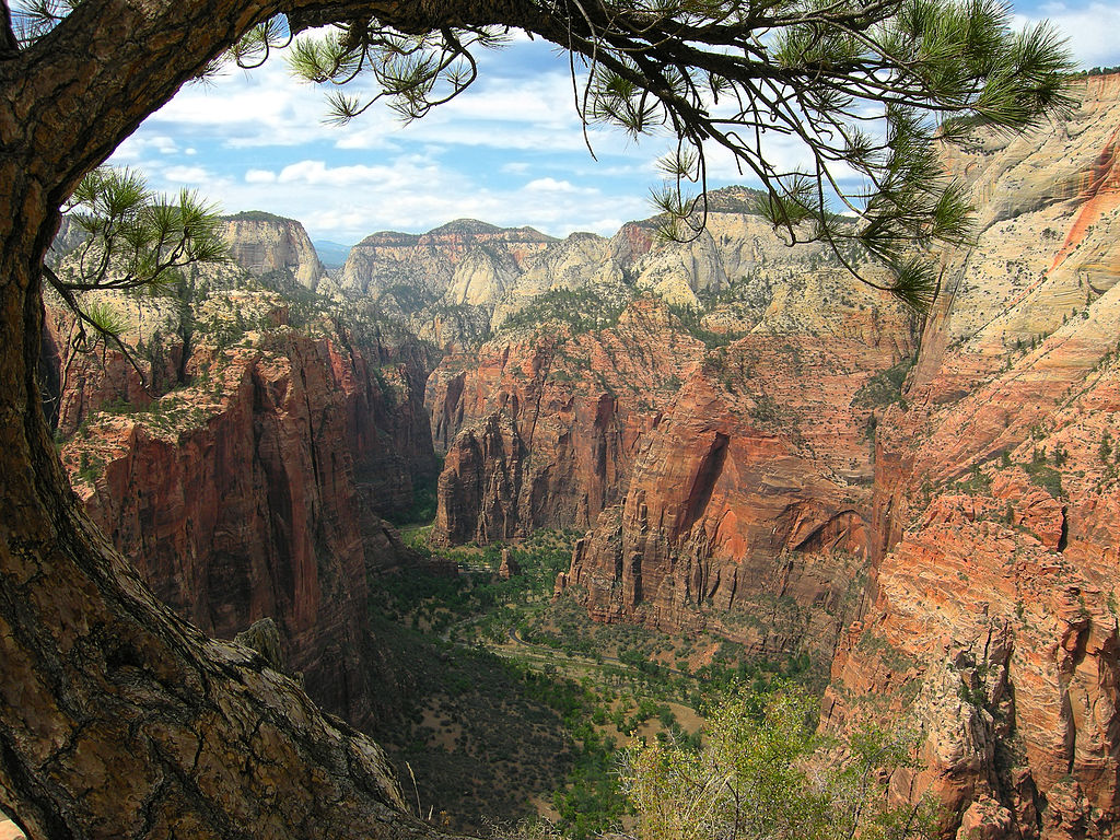 a view of a canyon through a tree