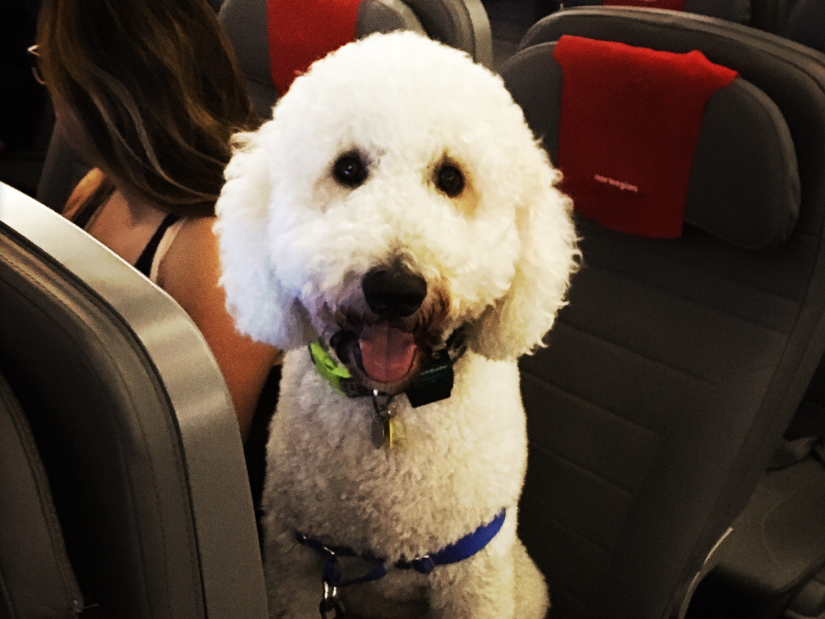 a dog sitting in a chair