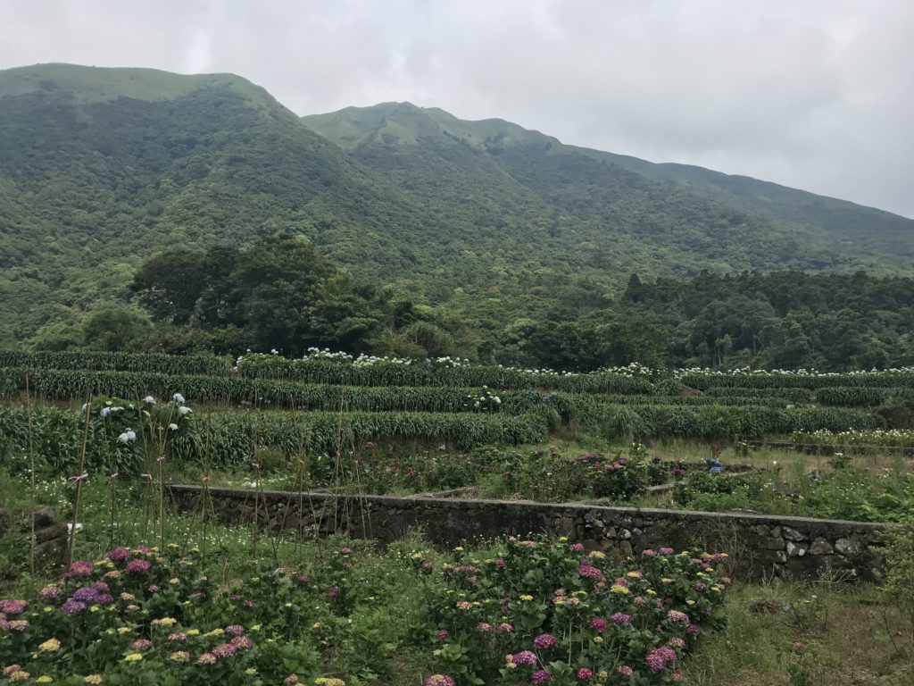 a field of flowers and plants in front of a mountain