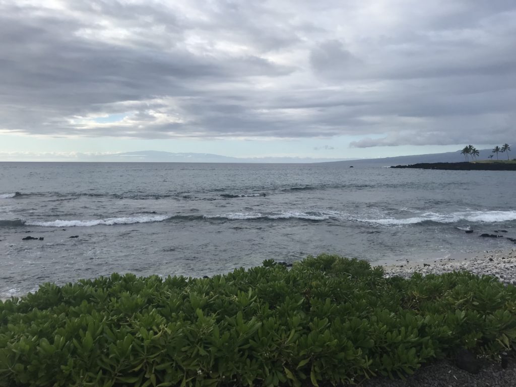 a beach with plants and waves