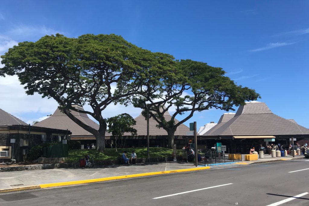 a tree next to a building