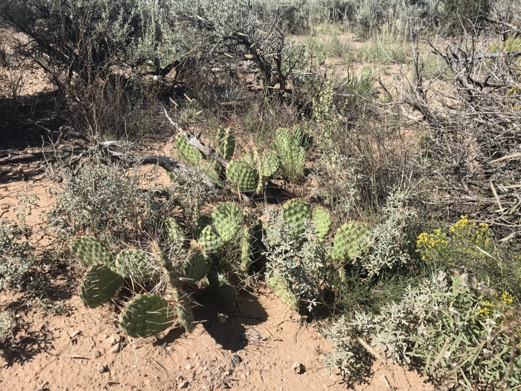 a cactus plants in a desert