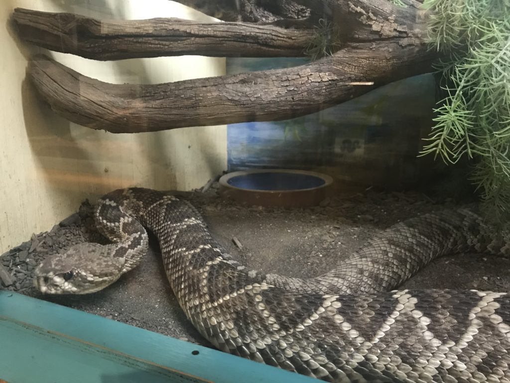 things to do in Albuquerque - Rattlesnake Museum