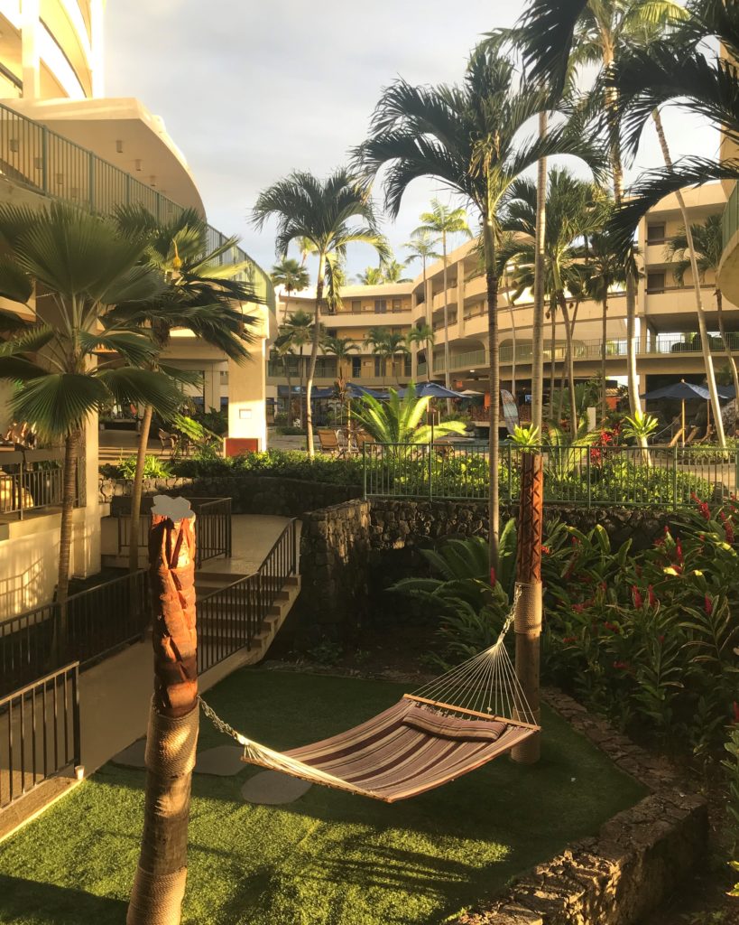 a hammock between palm trees