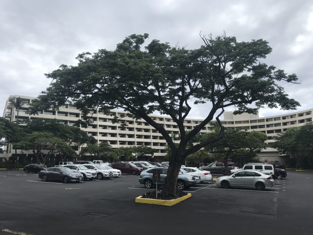 a tree in a parking lot