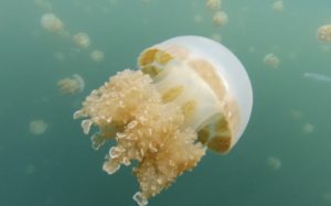 a jellyfish swimming in the water