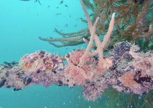 a coral reef in the water