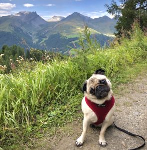 a dog sitting on a path with mountains in the background
