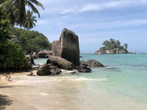 a beach with rocks and trees