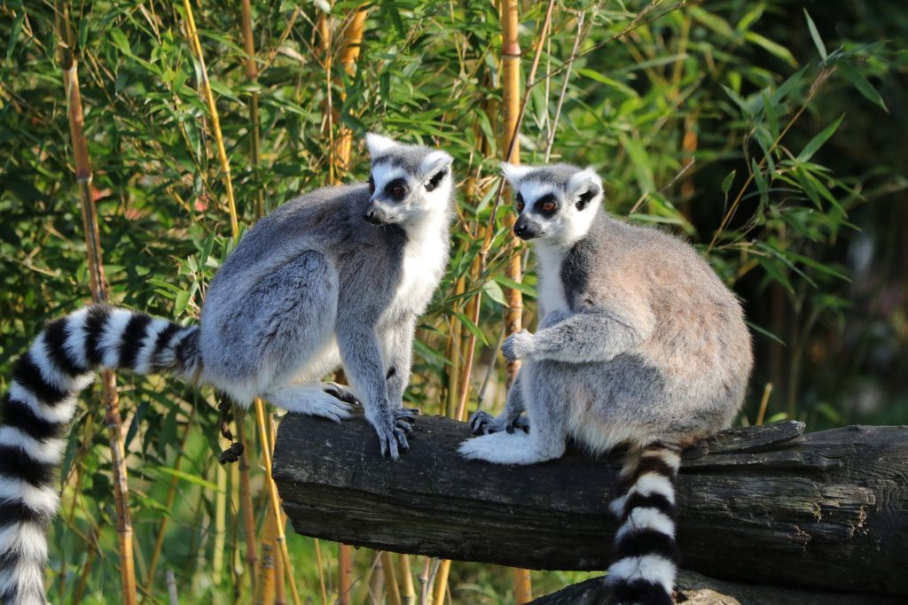 two lemurs on a log