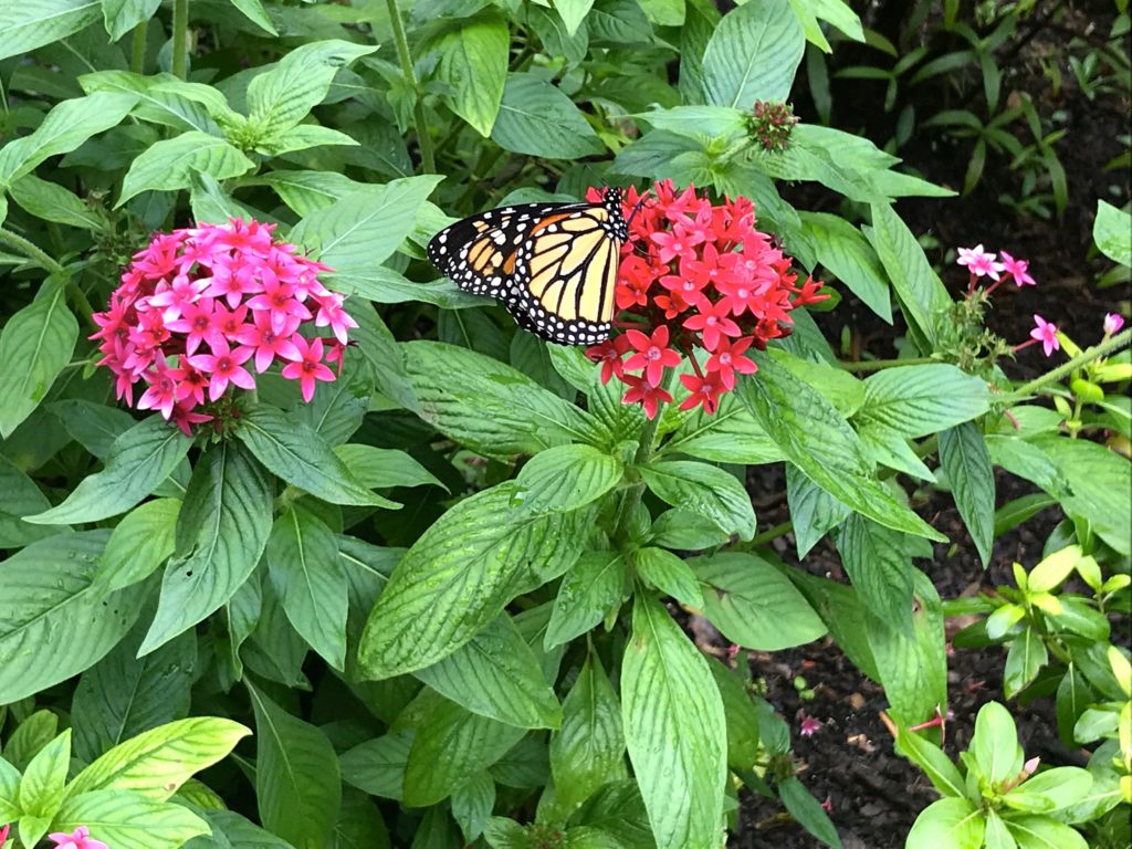 a butterfly on a flower