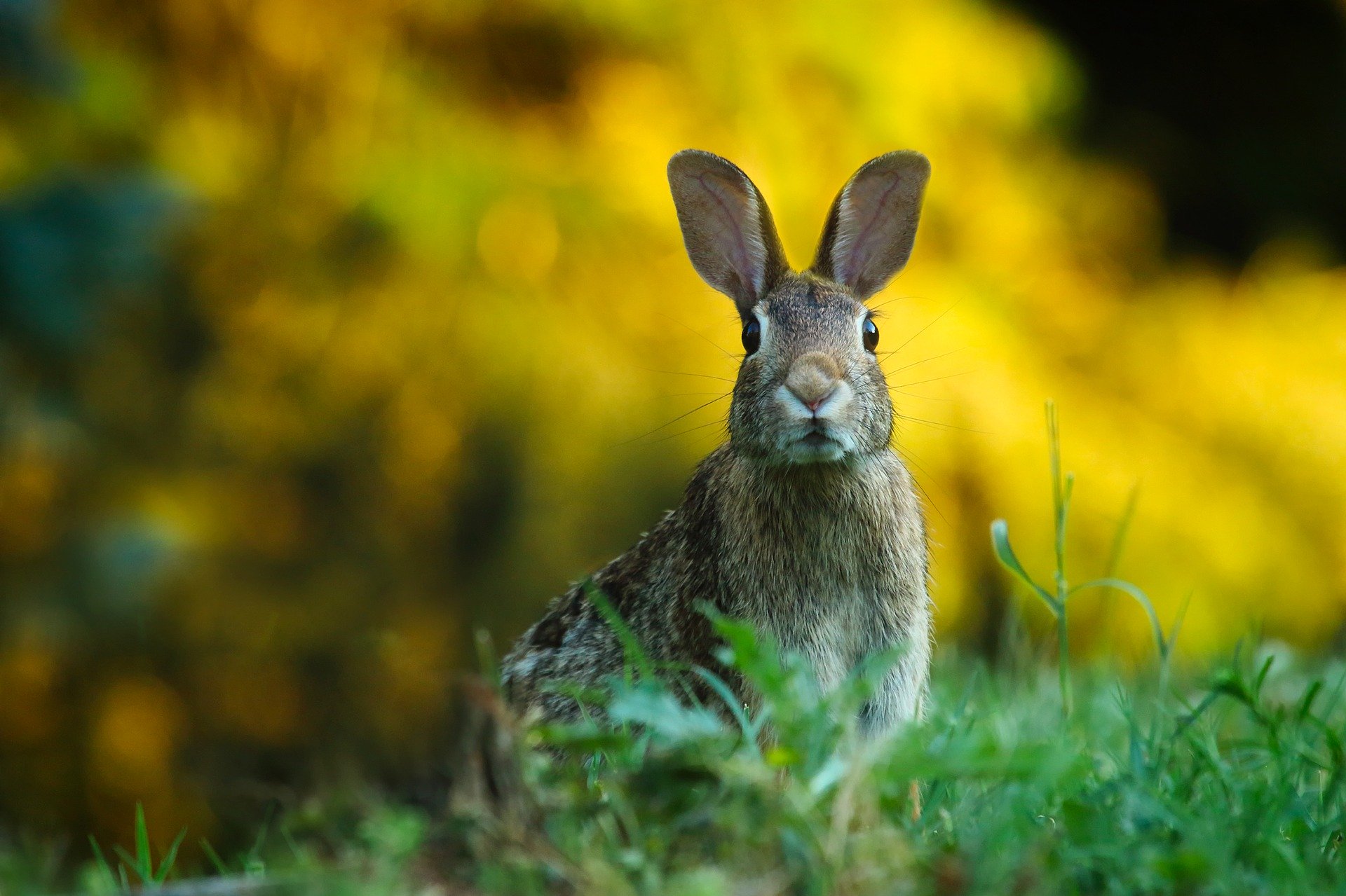 a rabbit in the grass