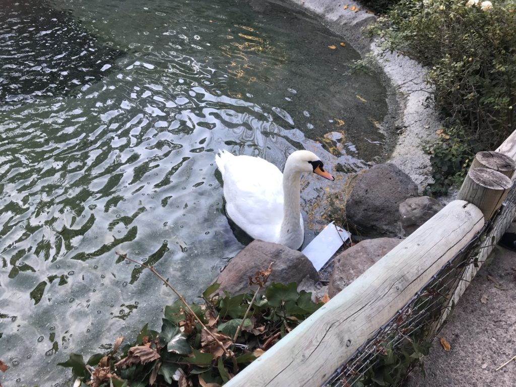 a white swan in a pond