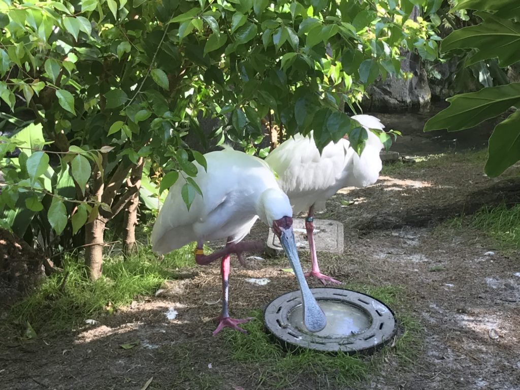 a couple of white birds drinking water from a metal bowl