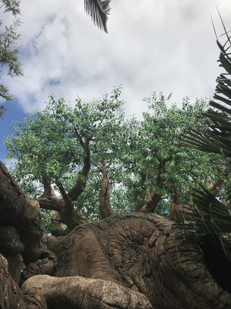 a tree with many branches