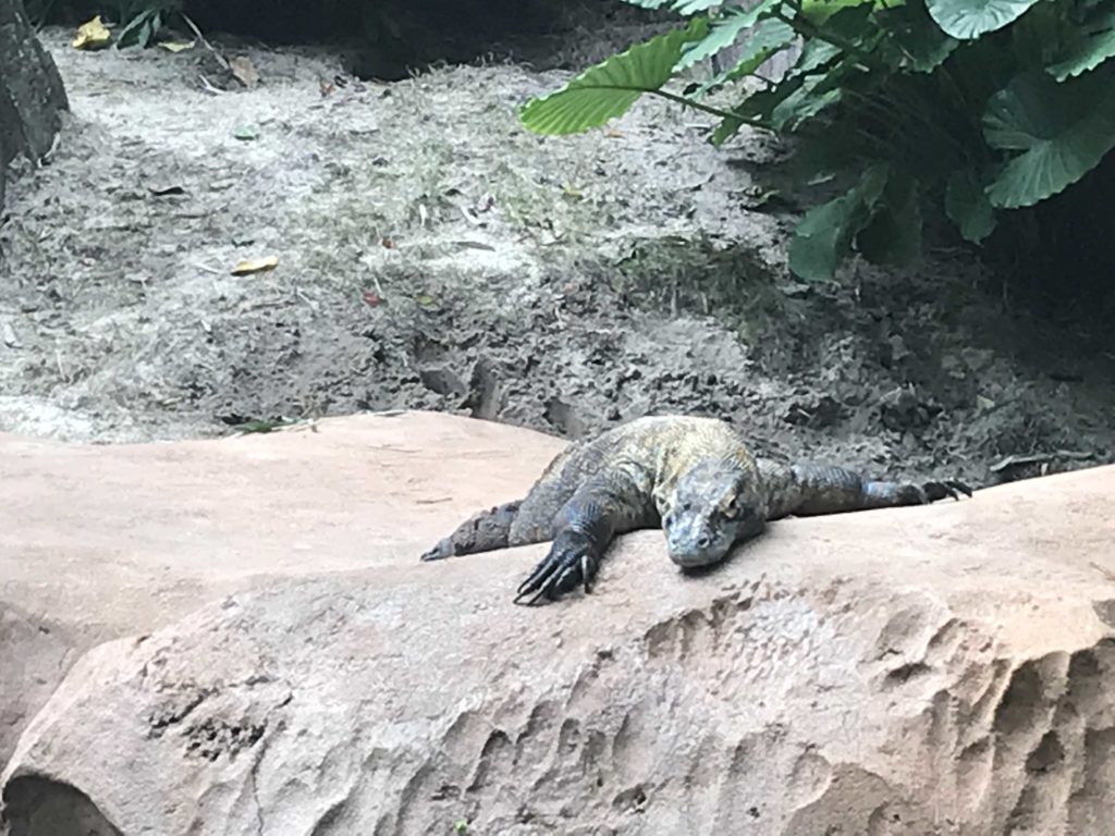 a lizard lying on a rock