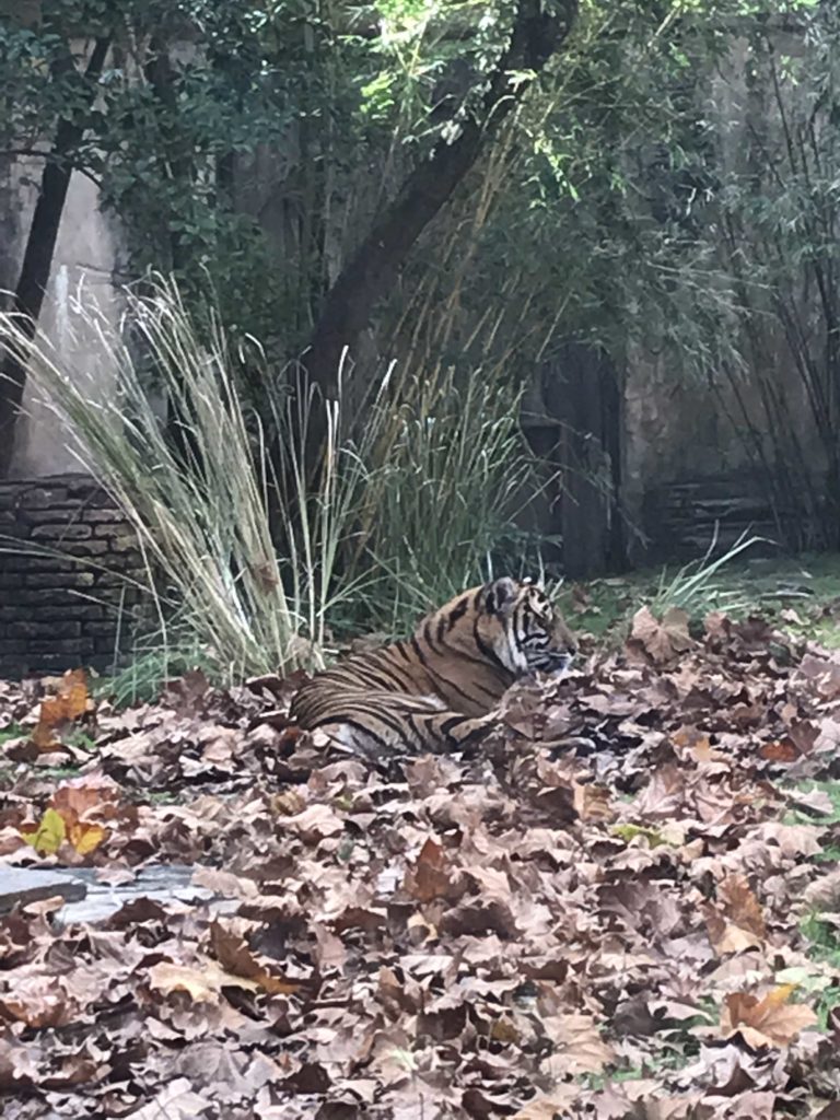 a tiger lying in leaves