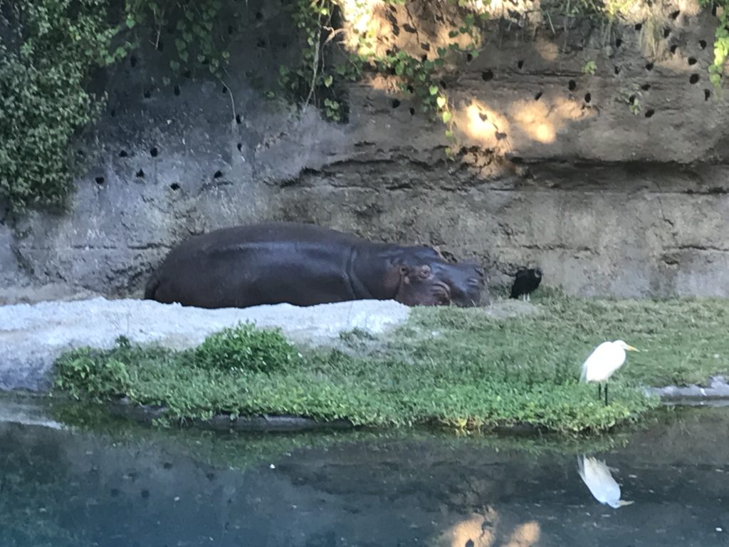 a hippo lying on the ground next to a body of water