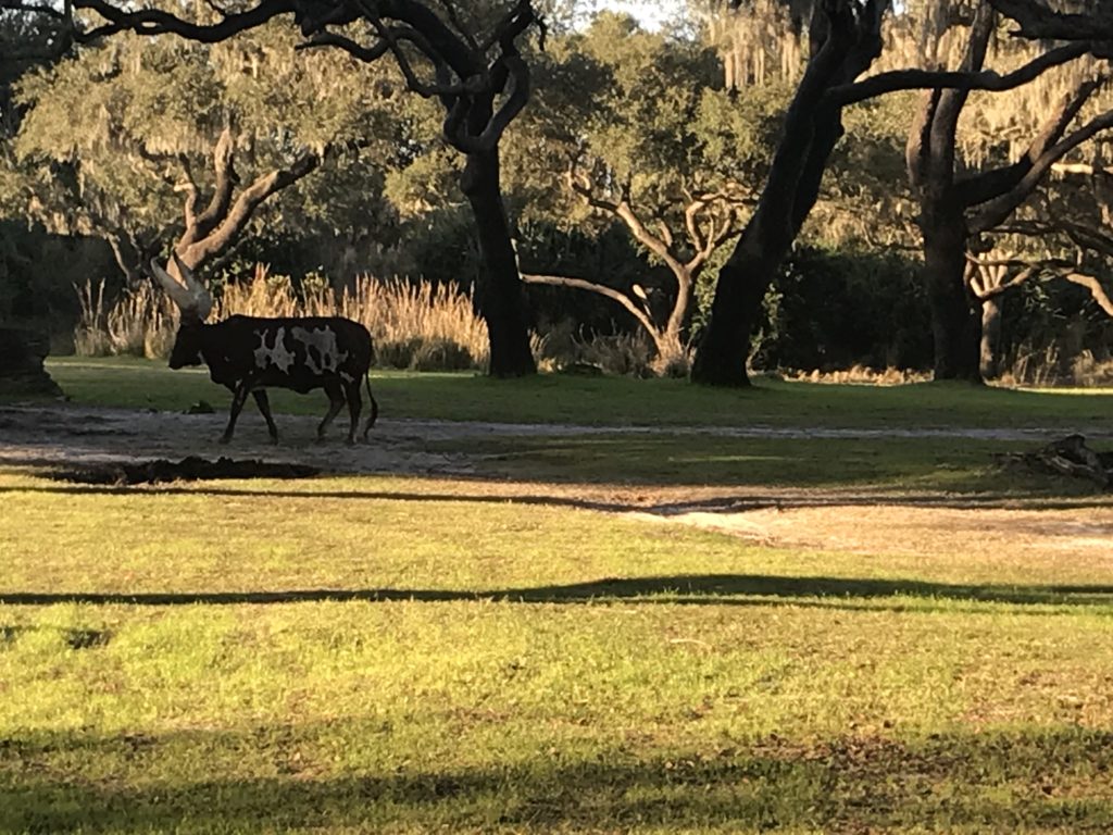 a deer walking in a grassy area