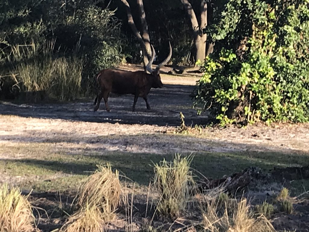 an animal with horns standing in a field